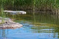 Granite rocks and aquatic grass