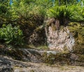 Granite rocks with vegetation and moss on a sunny day Royalty Free Stock Photo