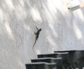 California Wildlife Series - Granite Spiny Lizard - Sceloporus orcutti