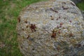 A granite stone on which beetles crawl during the mating season Royalty Free Stock Photo