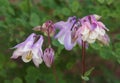 Granny Bonnets Columbine Flowers with Green Background Royalty Free Stock Photo