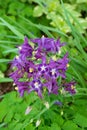 Granny`s Bonnets - Aquilegia vulgaris