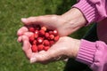 Granny shows picked wild strawberries in her hands Royalty Free Stock Photo