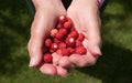 Granny shows picked wild strawberries in her hands Royalty Free Stock Photo