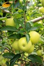 Granny Smith apples in apple tree Royalty Free Stock Photo