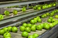 Granny Smith apples on a conveyor belt in a fruit packaging warehouse Royalty Free Stock Photo