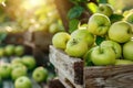 Granny Smith apples in wooden crate at market