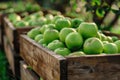 Granny Smith apples in wooden crate at market