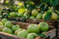 Granny Smith apples in wooden crate at market