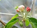 Granny Smith Malus sylvestris Apple Blossom Under Plastic Tent 2