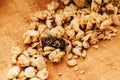 Granola With Dried Fruit on a wooden table top,