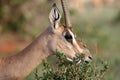 Grant Gazelle Royalty Free Stock Photo