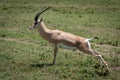 Grant gazelle stretches to urinate on savannah