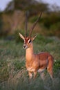 Grant's Gazelle Royalty Free Stock Photo