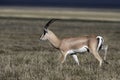 Grant's gazelle, Gazella granti Royalty Free Stock Photo