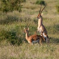 Grant's Gazelle mating