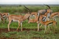 Grant`s Gazelle - Nanger granti Royalty Free Stock Photo