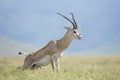 Grant's Gazelle, (Nanger granti) Tanzania Royalty Free Stock Photo