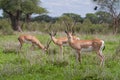 Grant's gazelles Royalty Free Stock Photo