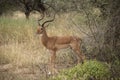 Grant`s Grants gazelle is alert watching for predators in Tanzania, Africa