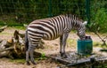 Grants zebra drinking water from a water system, Zoo animal care, Near threatened animal specie from the plains of africa Royalty Free Stock Photo