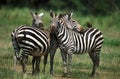 Grant`s Zebra, equus burchelli boehmi, Pair Grooming, Kenya