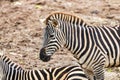 Grant\'s zebra equus quagga boehmi. Animal protection concept
