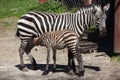 Grant's zebra (Equus quagga boehmi) feeding its foal. Royalty Free Stock Photo