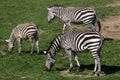 Grant`s zebra Equus quagga boehmi Royalty Free Stock Photo