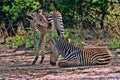 Grant`s zebra, Equus quagga boehmi, in the South Luangwa National Park, Zambia Royalty Free Stock Photo