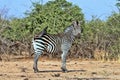 Grant`s zebra, Equus quagga boehmi, in the South Luangwa National Park, Zambia Royalty Free Stock Photo