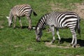 Grant's zebra (Equus quagga boehmi). Royalty Free Stock Photo