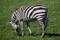 Grant's zebra (Equus quagga boehmi). Royalty Free Stock Photo