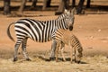 Grant's zebra with foal