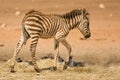 Grant's zebra foal