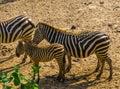 Grants zebra foal with its mother, tropical wild horse specie from Africa Royalty Free Stock Photo