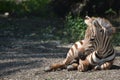 Grant's Zebra Foal Resting