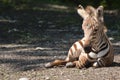 Grant's Zebra Foal Resting