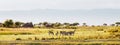Grant`s Zebra herd standing in the Ngorongoro Crater Conservation Area, Tanzania, East Africa. Beauty in wild nature and travelin Royalty Free Stock Photo