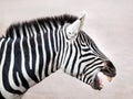 Grant`s Zebra, profile view