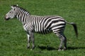 Grant's zebra (Equus quagga boehmi). Royalty Free Stock Photo