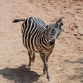 Dancing zebra