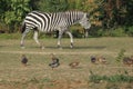 Grant zebra