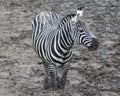 Grant zebra