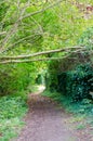 Grantchester Meadows Royalty Free Stock Photo