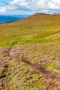 Granuaile Loop Walk Trail cover by flowers and vegetation