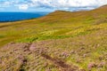 Granuaile Loop Walk Trail cover by flowers and vegetation