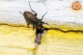 A granulated ground beetle is perched on the painted wall