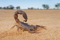 Granulated thick-tailed scorpion