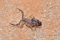 Granulated thick-tailed scorpion